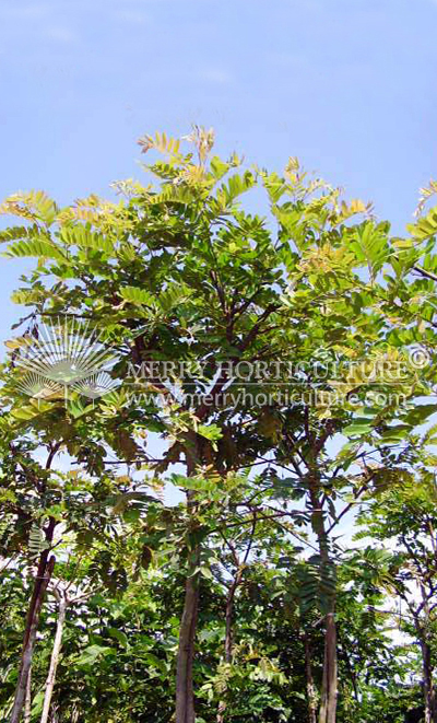 Cassia simensis yellow (Round leaves)